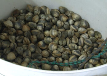 A CAMPAÑA DO BERBERECHO EN NOIA ARRINCARÁ A PRINCIPIOS DE OUTUBRO